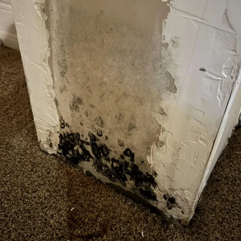 Professional Mold Removal in Memphis, FL